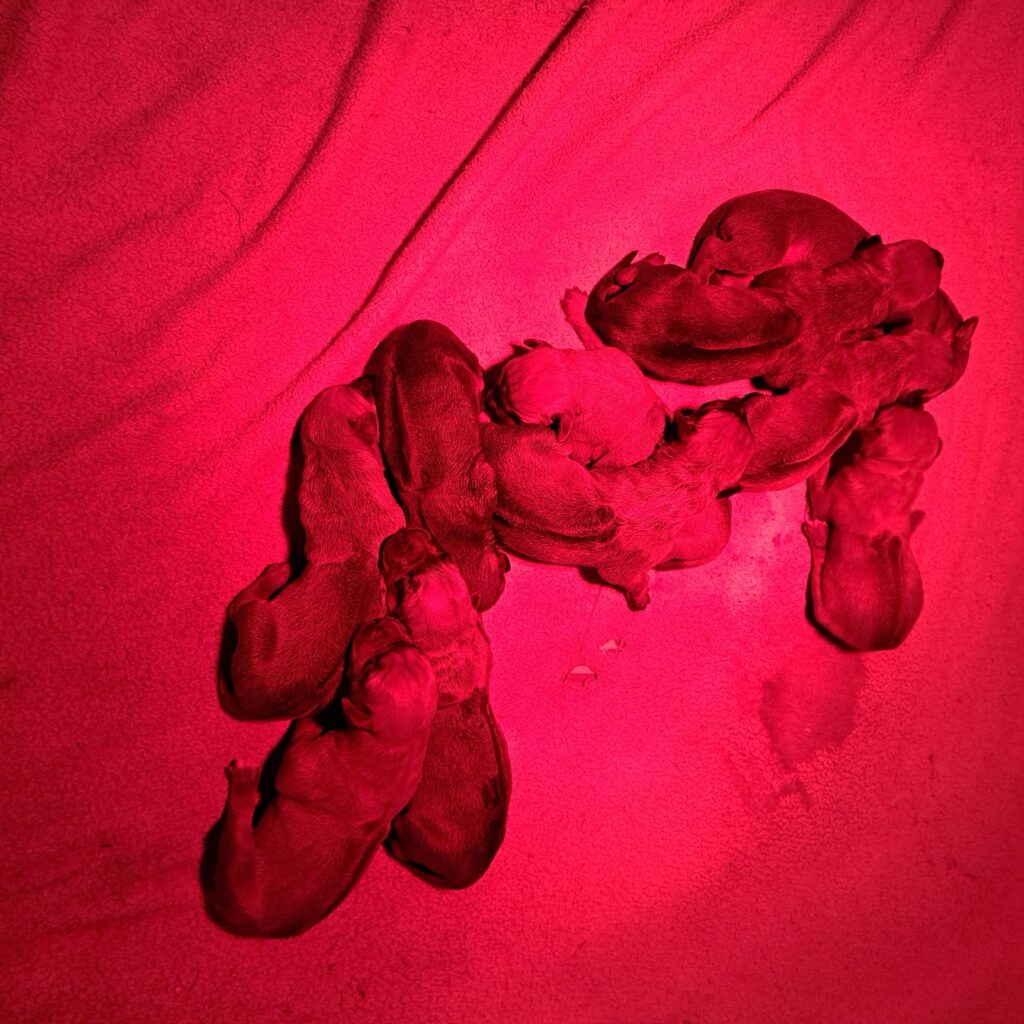 Vayanna a mis au monde 10 merveilleux chiots